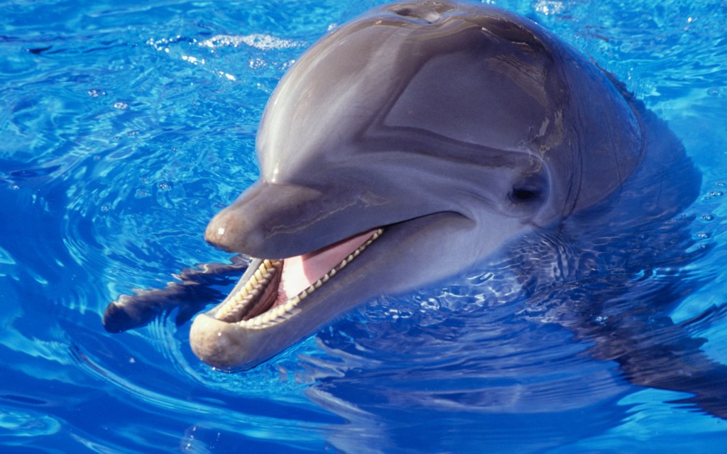 I delfini di Taiji difendiamoli. Il mondo si ribella e si mobilita Appello del Governo Italiano